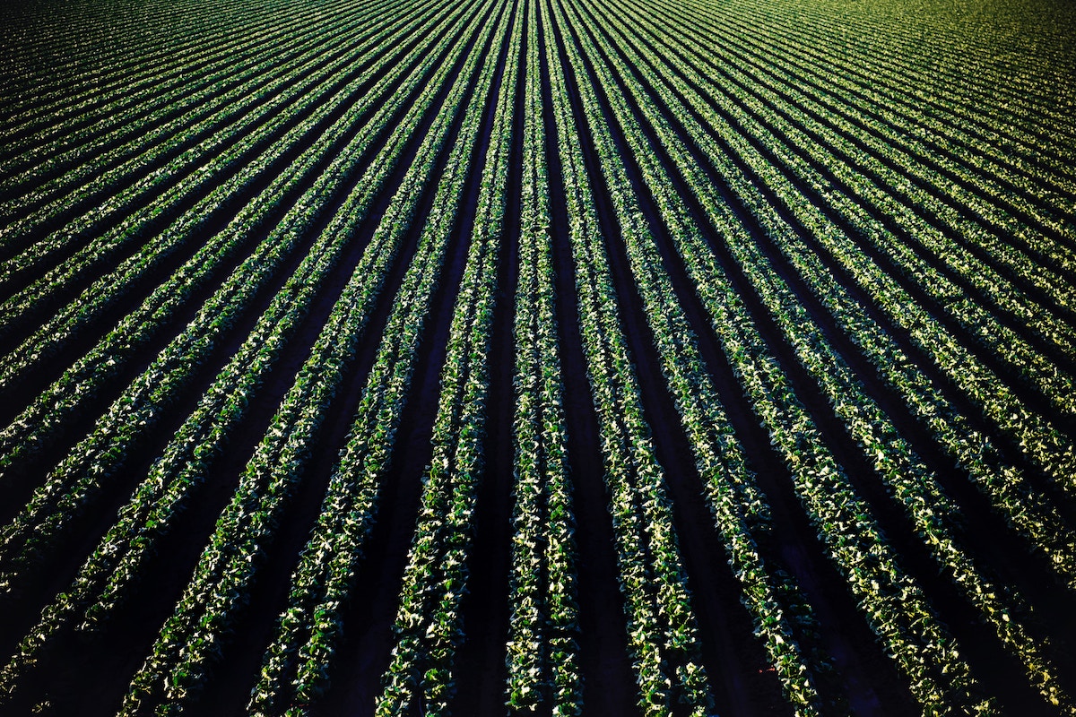 Agriculture in the Wichita Economy
